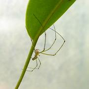 Spider on Nepenthes leaf